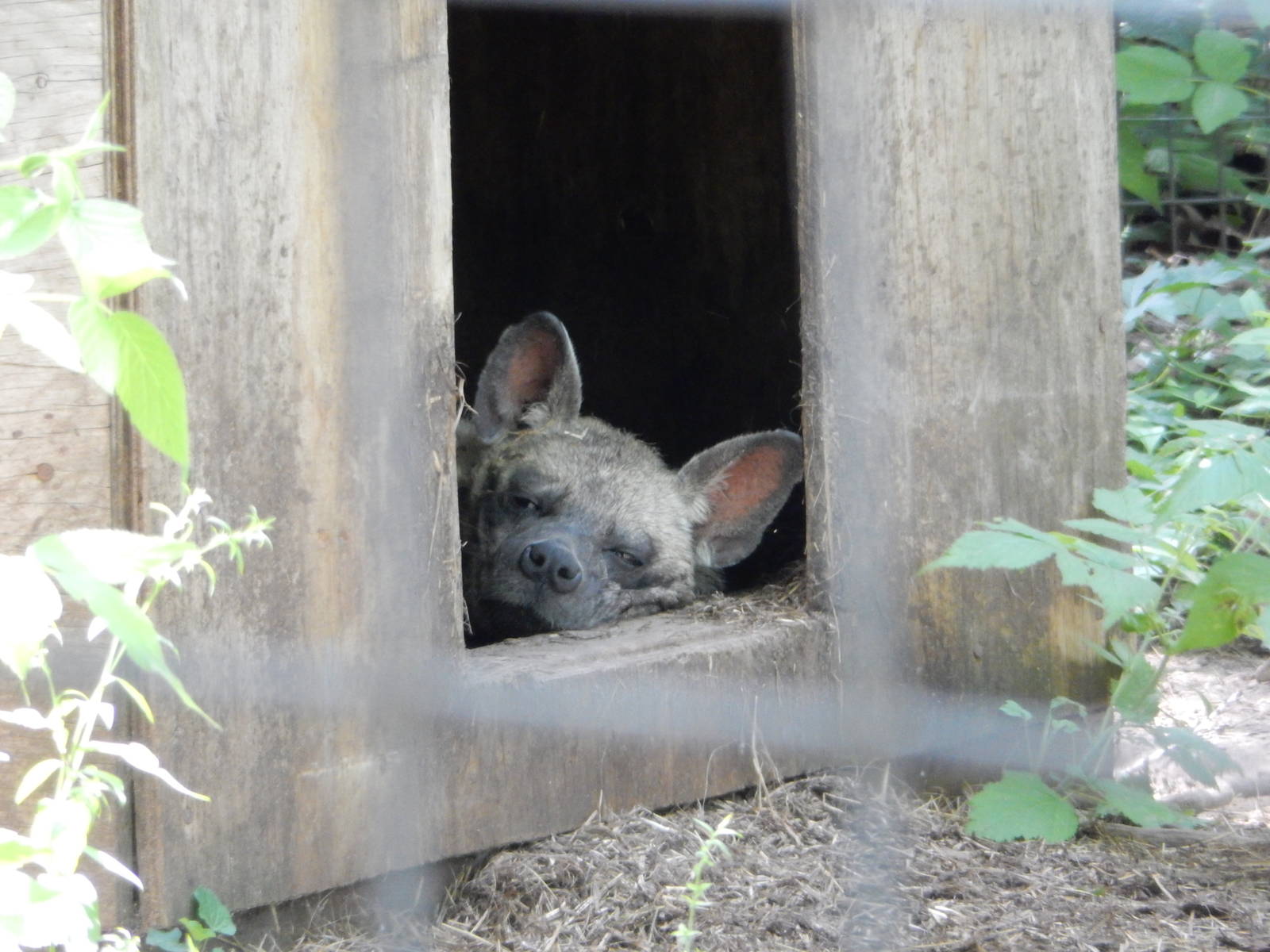 7/13/2016 - Striped Hyena