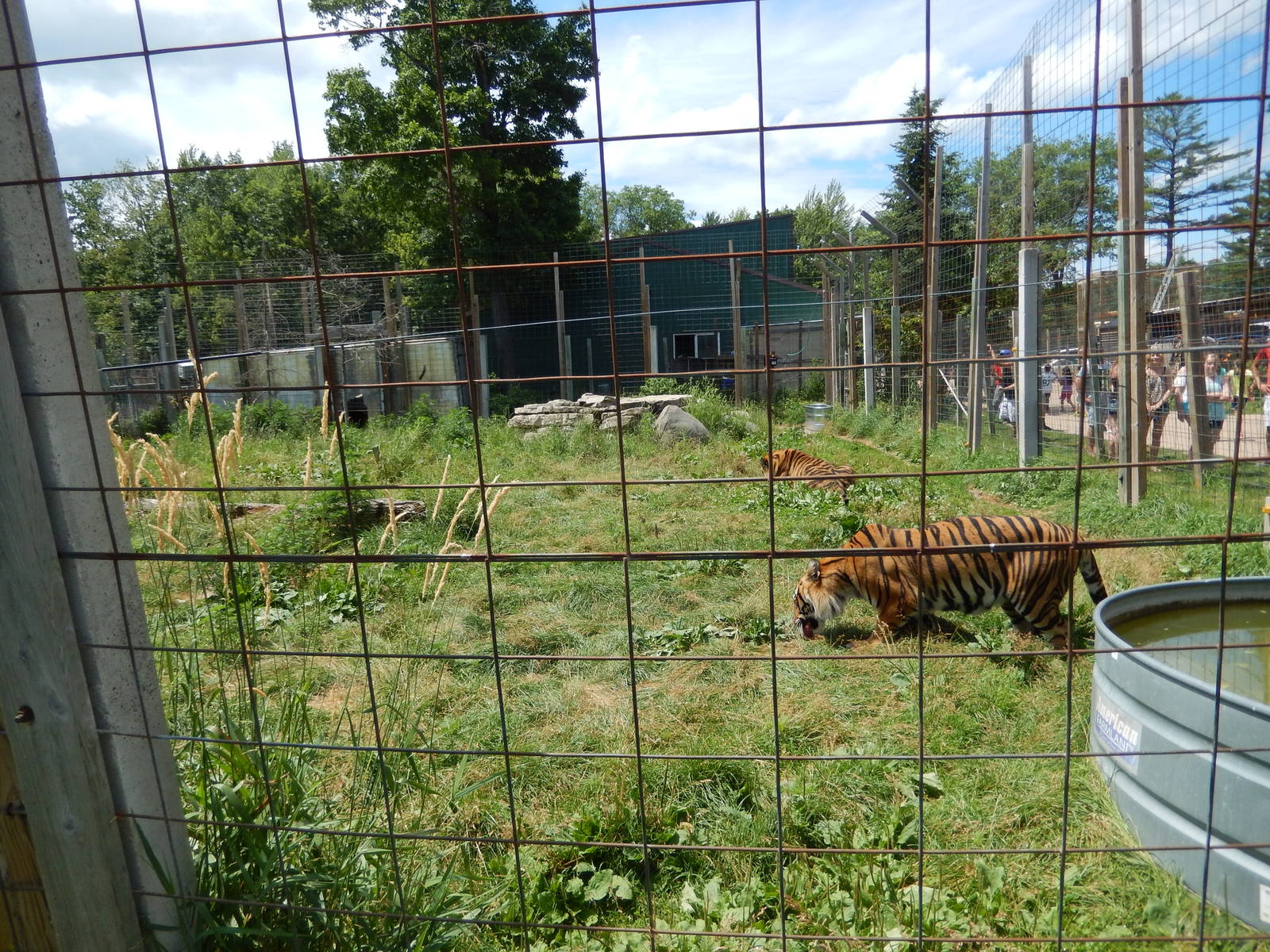 7/13/2016 - Tiger Habitat