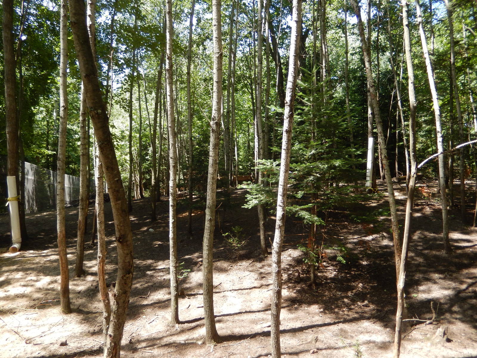 7/13/2016 - White-Tailed Deer Habitat