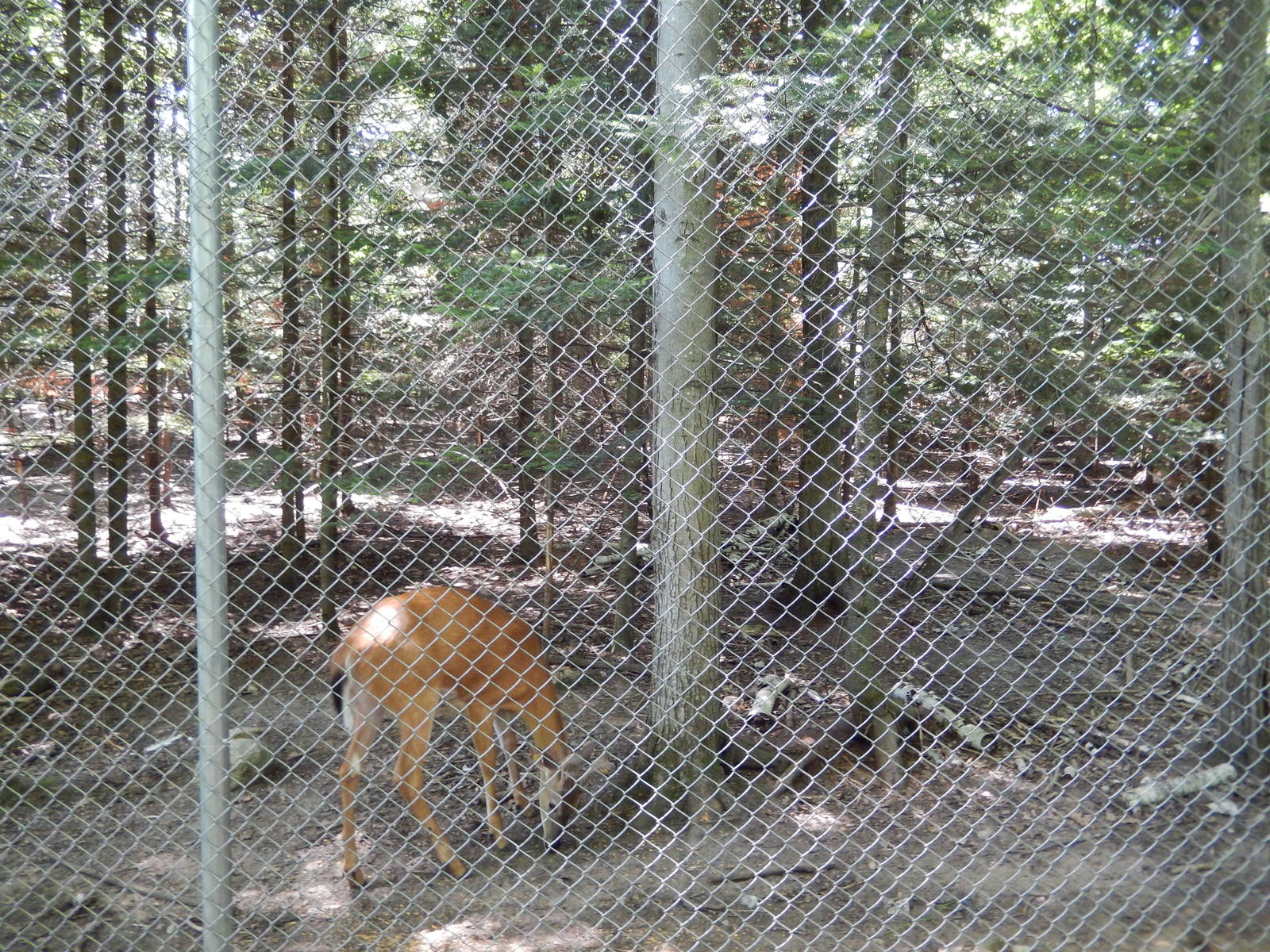 7/13/2016 - White-Tailed Deer Habitat