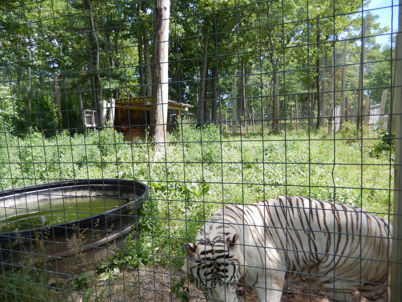 7/13/2016 - White Tiger Habitat