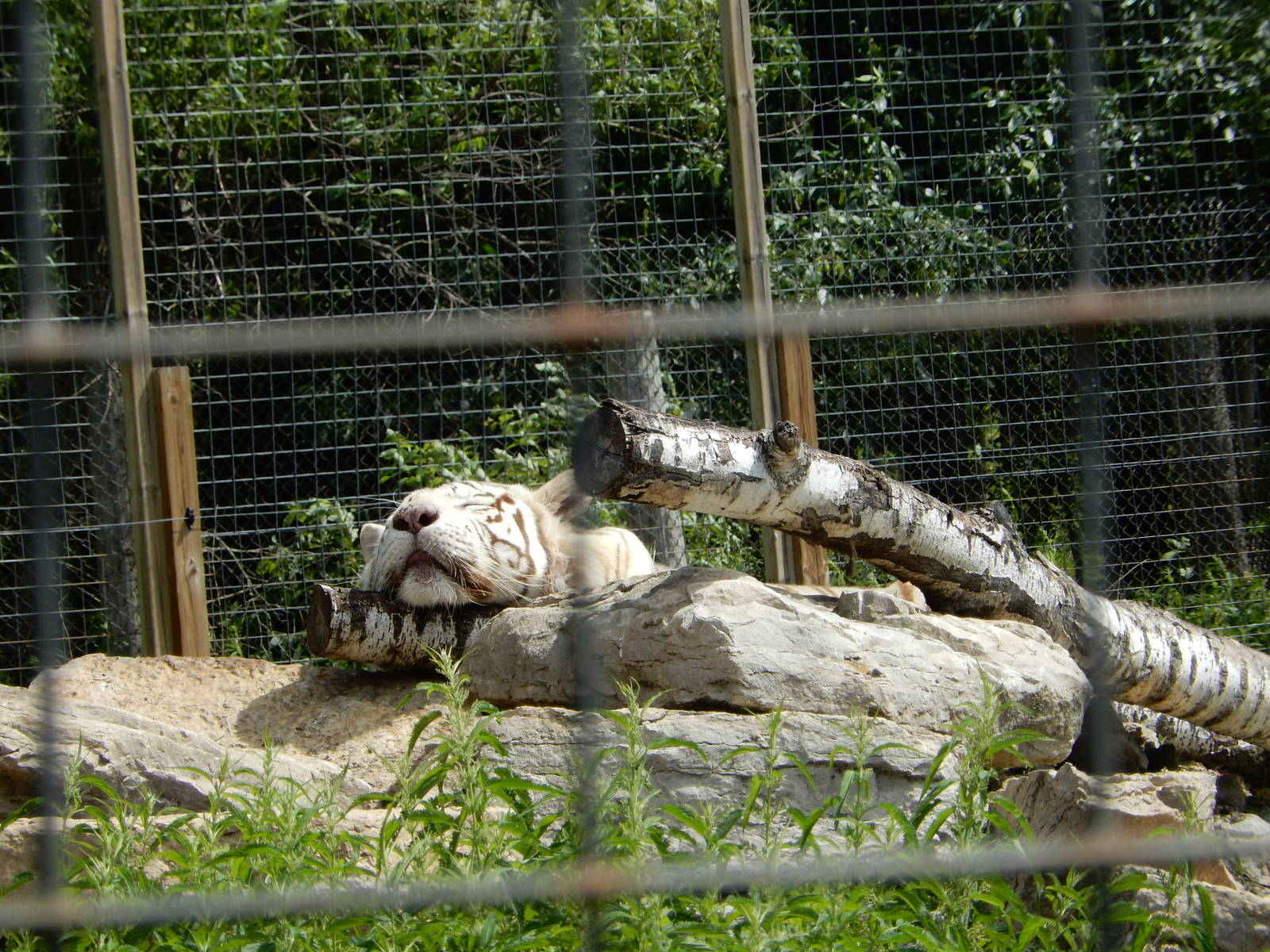 7/13/2016 - White Tiger