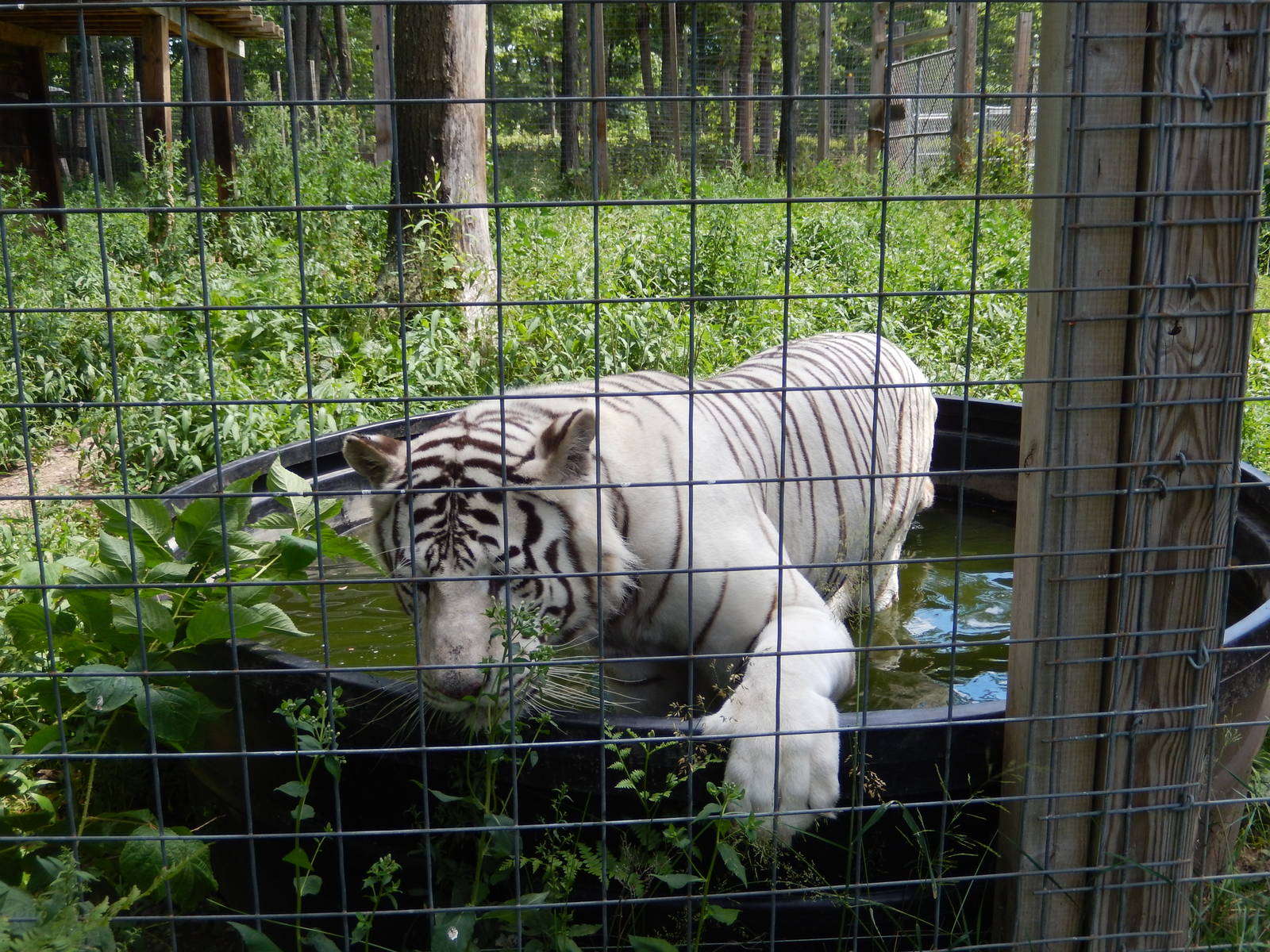 7/13/2016 - White Tiger