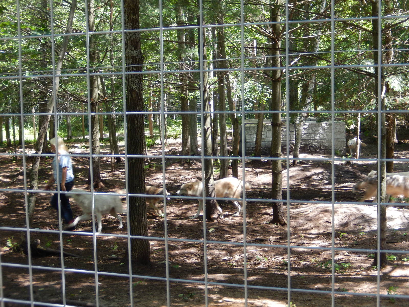 7/13/2016 - Wolf Chat