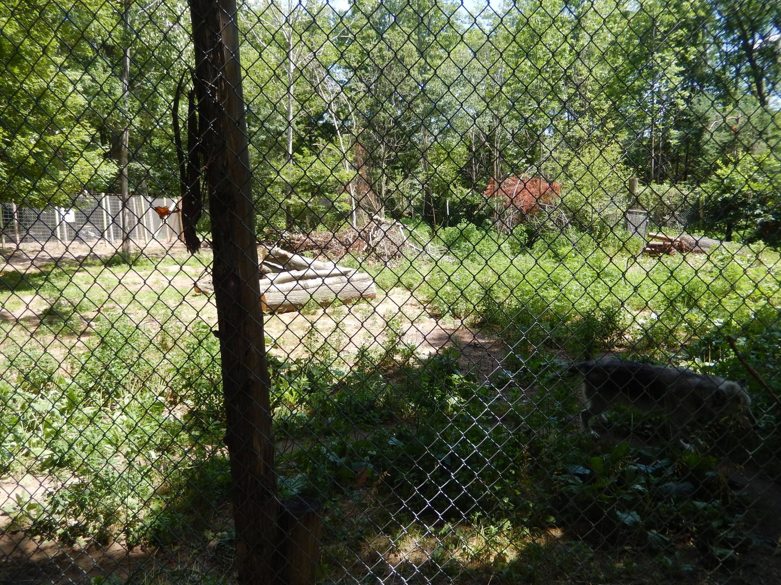 7/13/2016 - Wolf Habitat #1