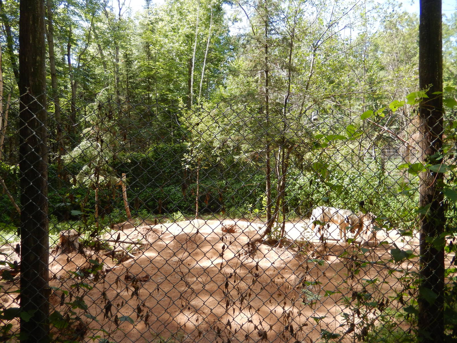 7/13/2016 - Wolf Habitat #2