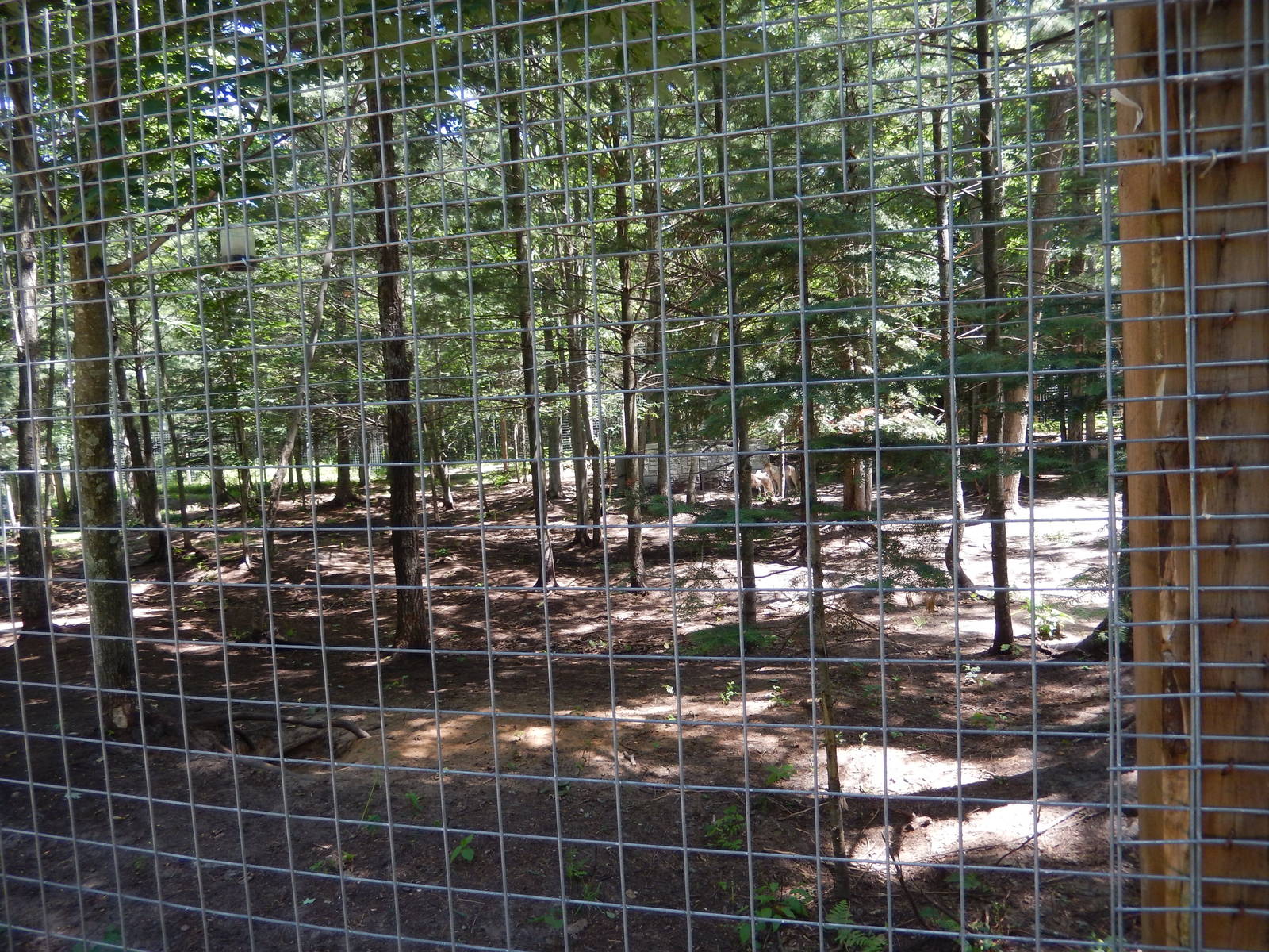 7/13/2016 - Wolf Habitat #3