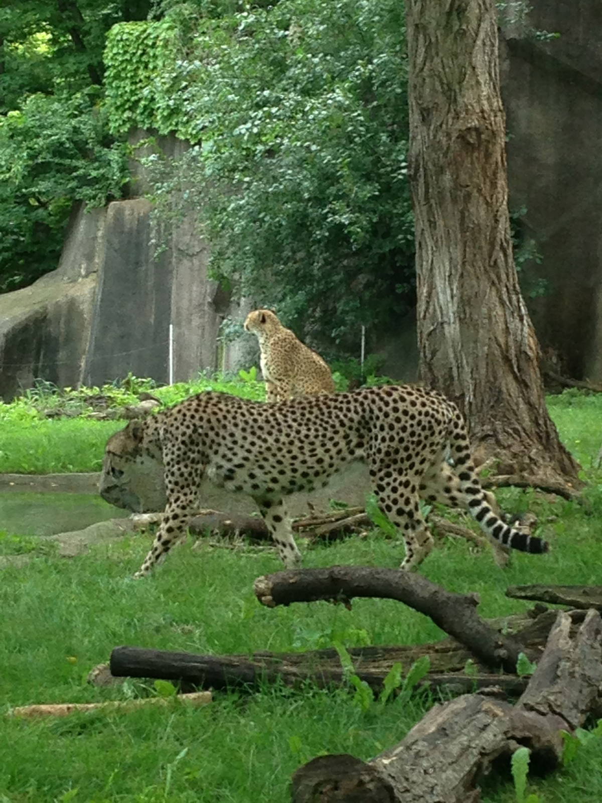 7/15/2014 - Imara (front) and Kiera (back)