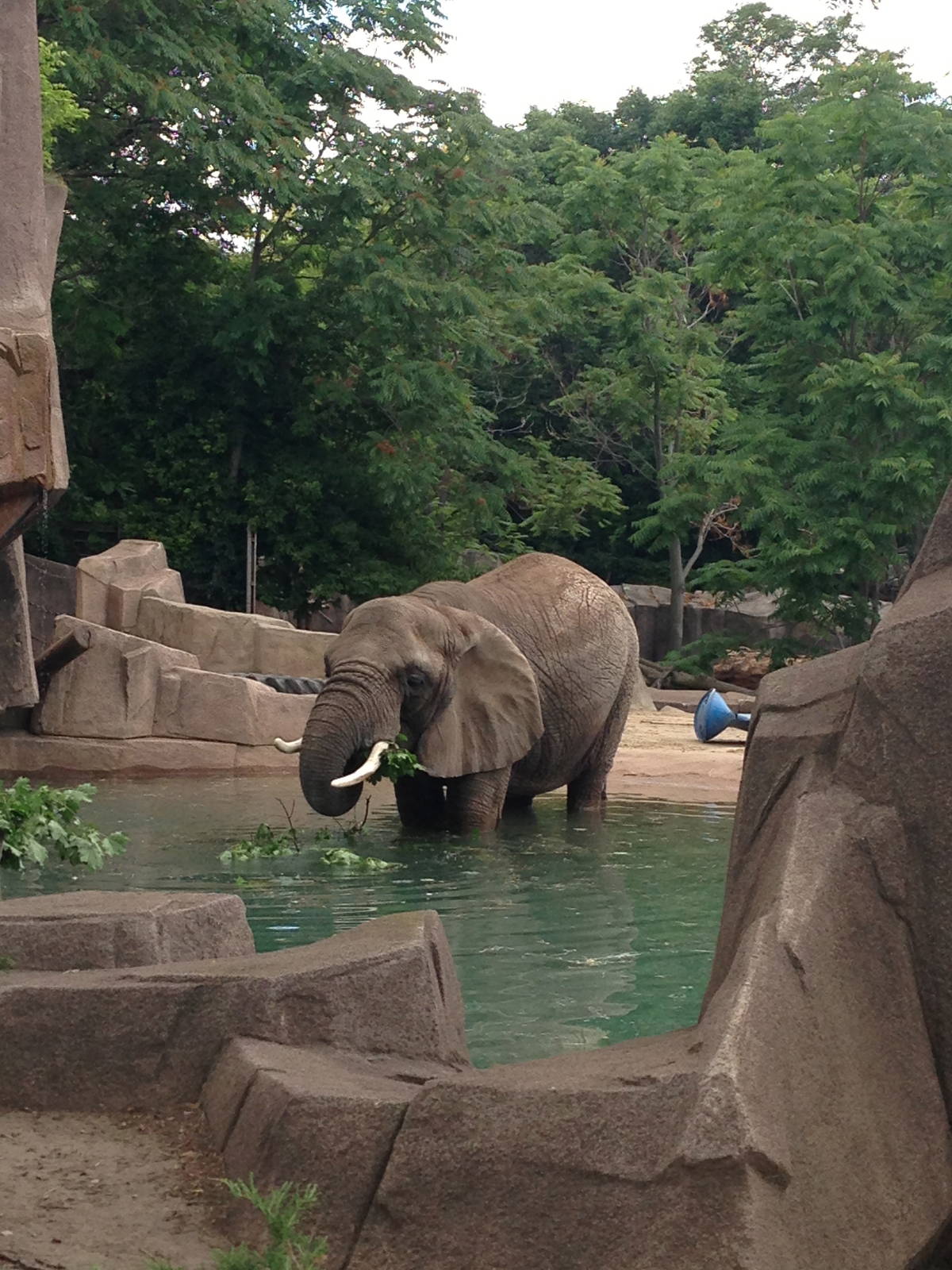 7/16/2014 - Ruth Taking a Dip