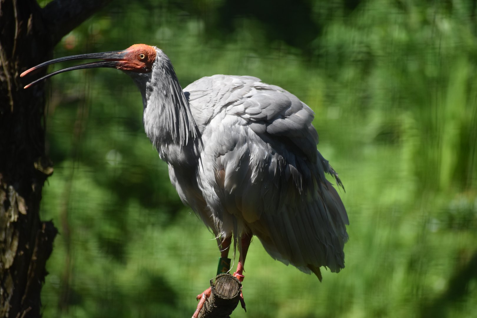 7/16/2023 Japanese Crested Ibis