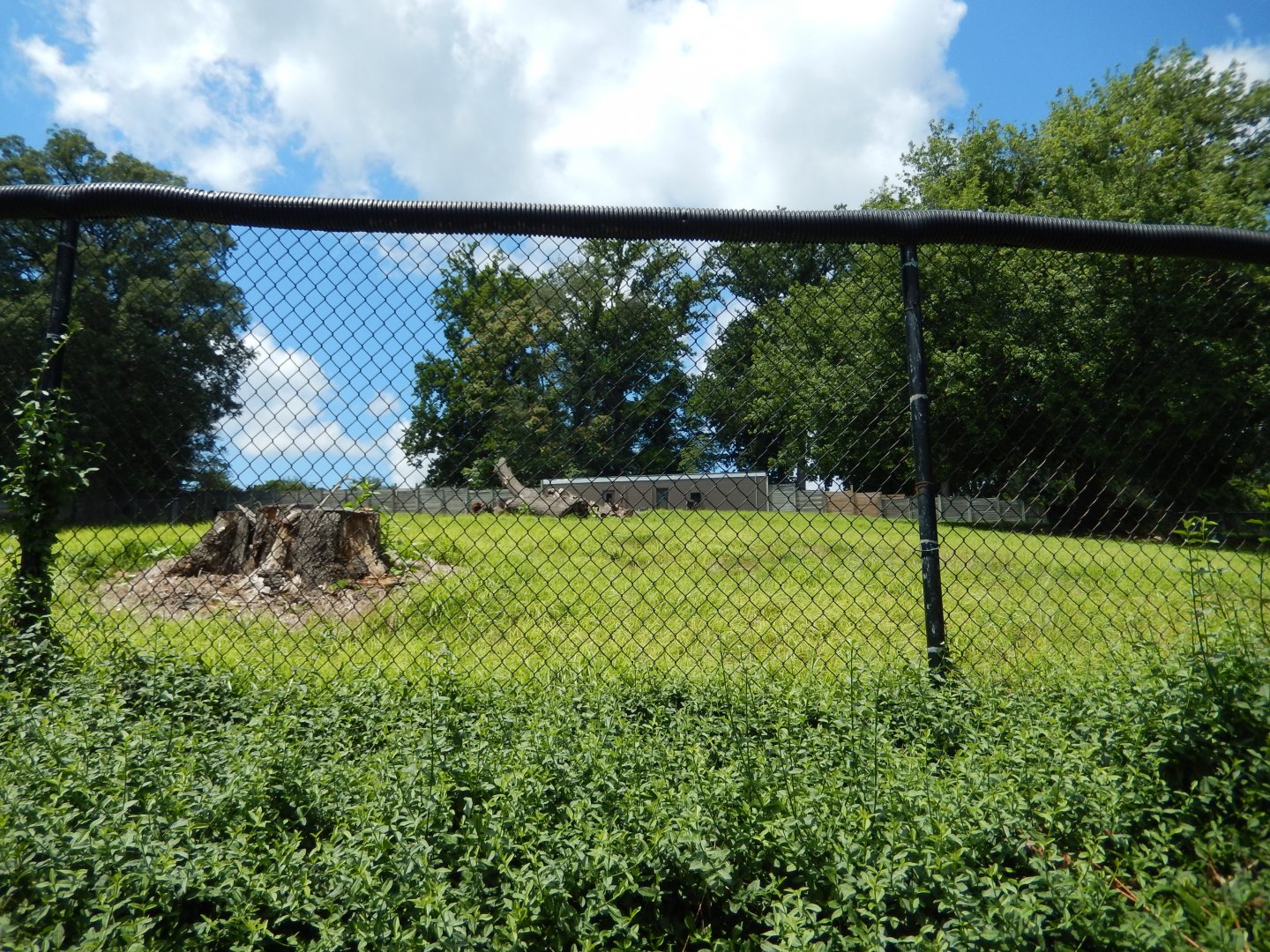 7/16/2025 - African Panorama