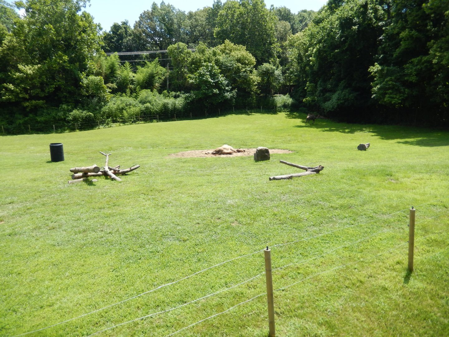 7/16/2025 - Bactrian Camel Paddock