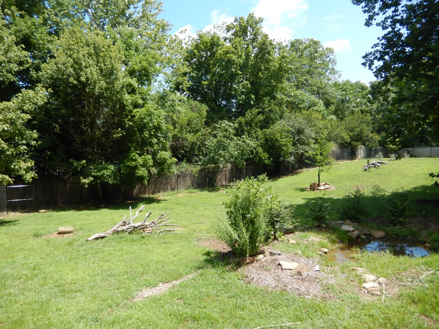 7/16/2025 - Chacoan Peccary Paddock