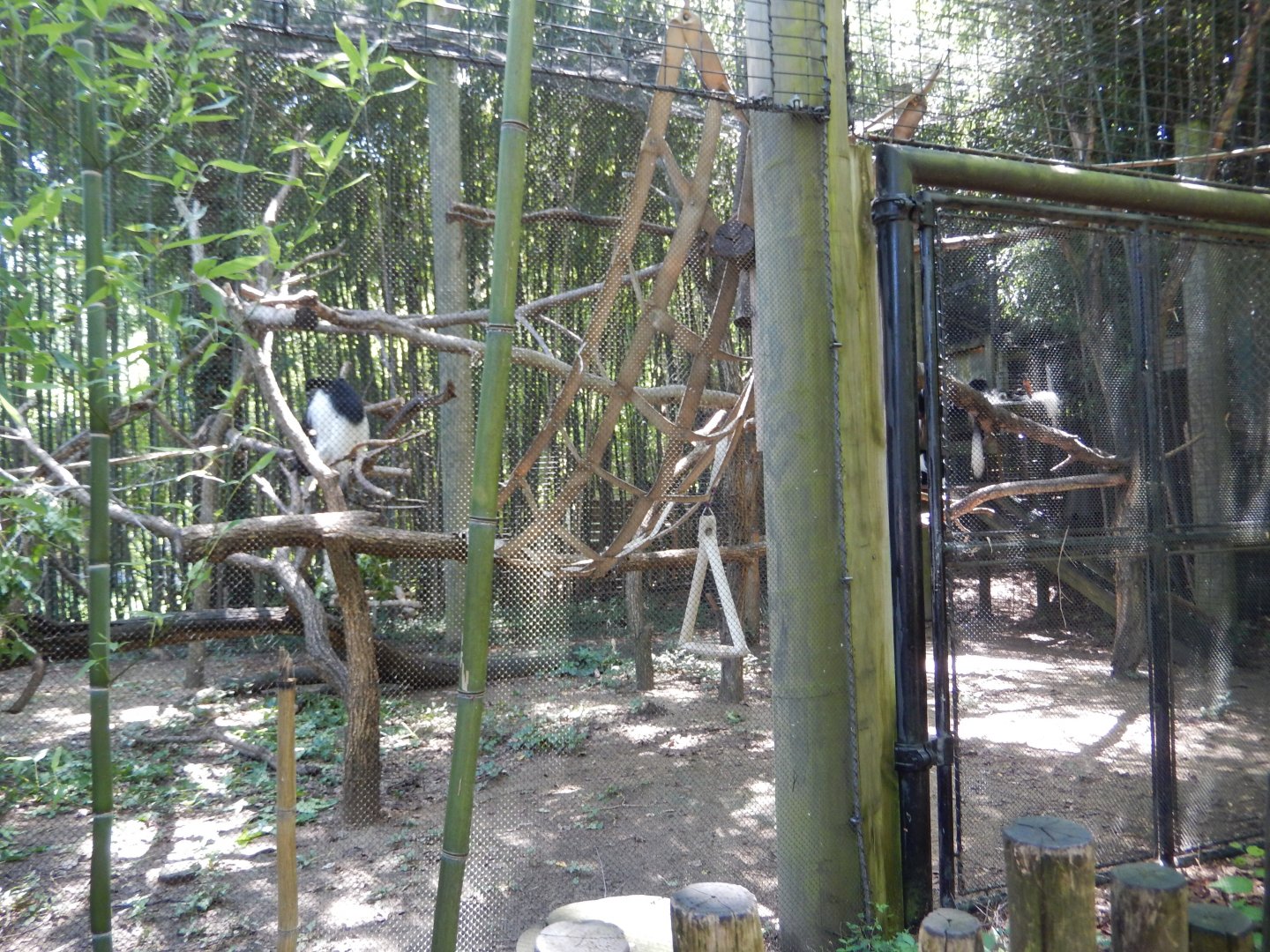7/16/2025 - Colobus Monkey Habitat