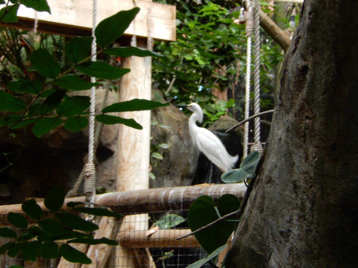 7/16/2025 - Egret