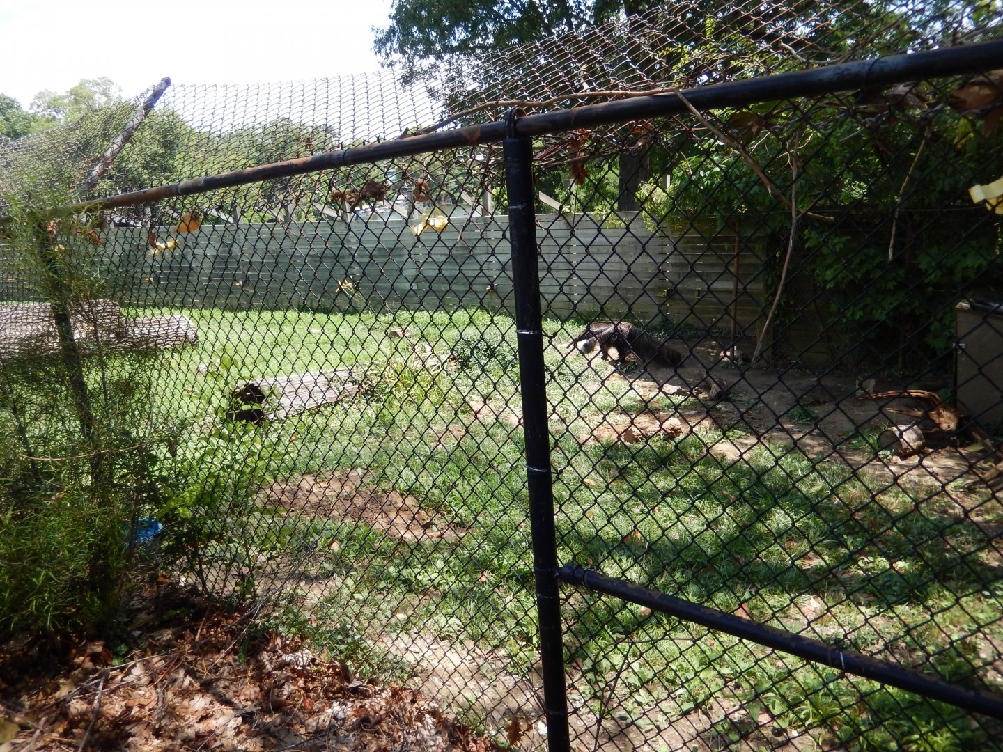 7/16/2025 - Giant Anteater & Patagonian Mara Habitat (Right Half)