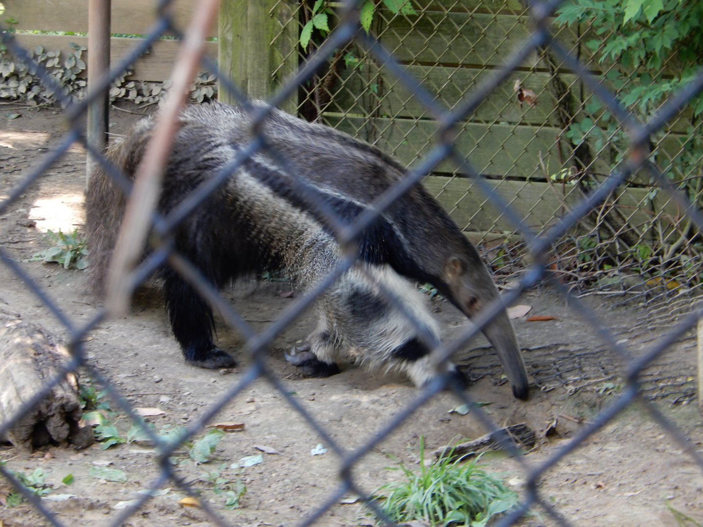 7/16/2025 - Giant Anteater