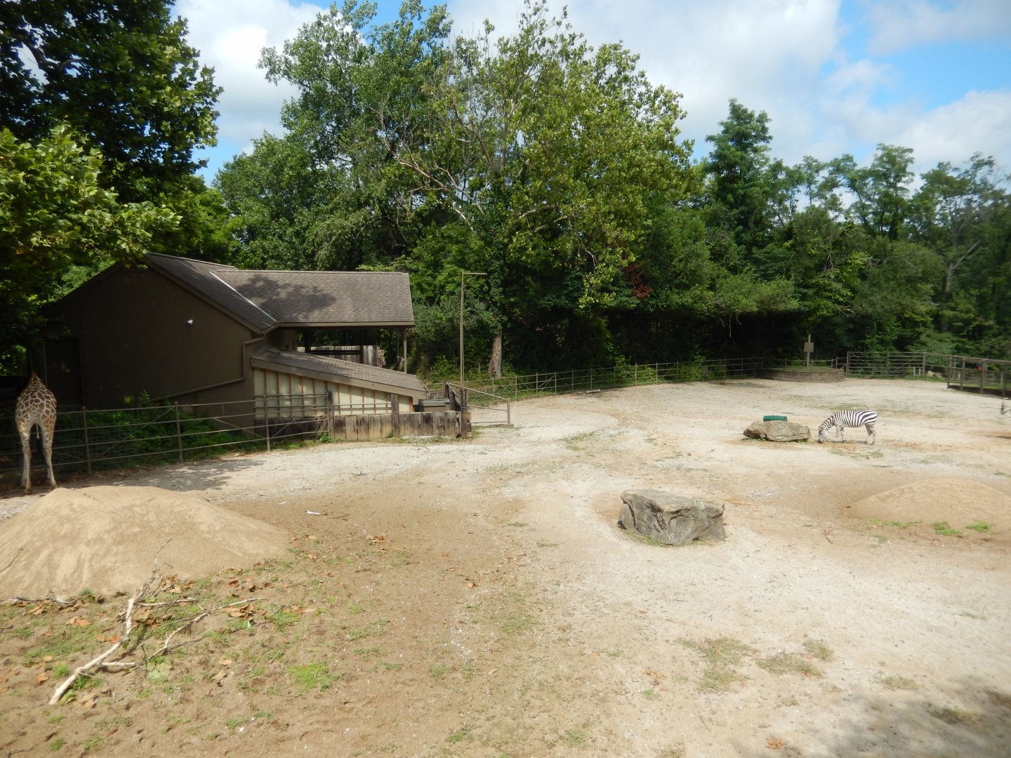 7/16/2025 - Giraffe & Plains Zebra Paddock (1 of 2)