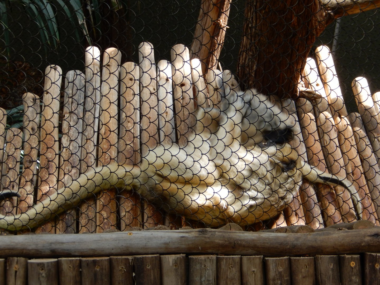 7/16/2025 - Howler Monkey Business