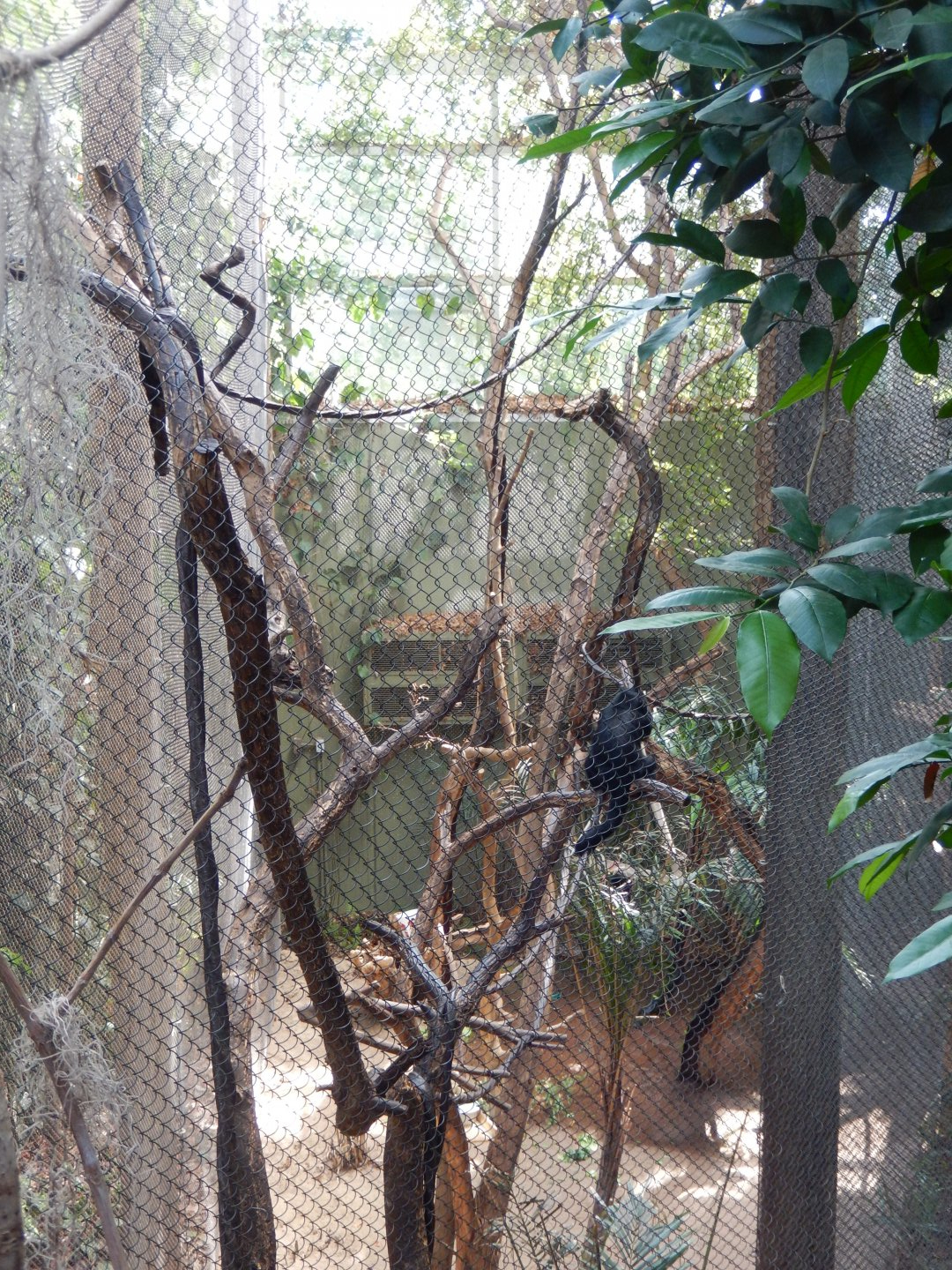 7/16/2025 - Howler & Squirrel Monkey Habitat