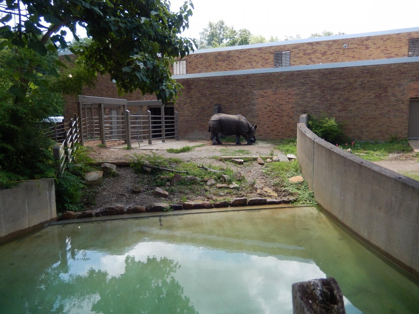 7/16/2025 - Indian Rhino Habitat (Older Half)