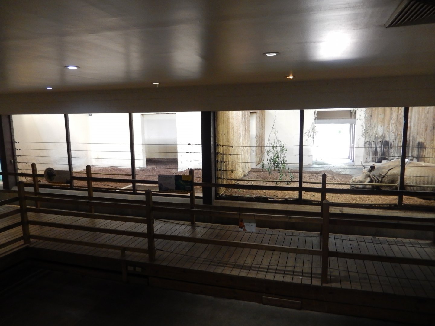 7/16/2025 - Indian Rhino Stalls (2 of 3)