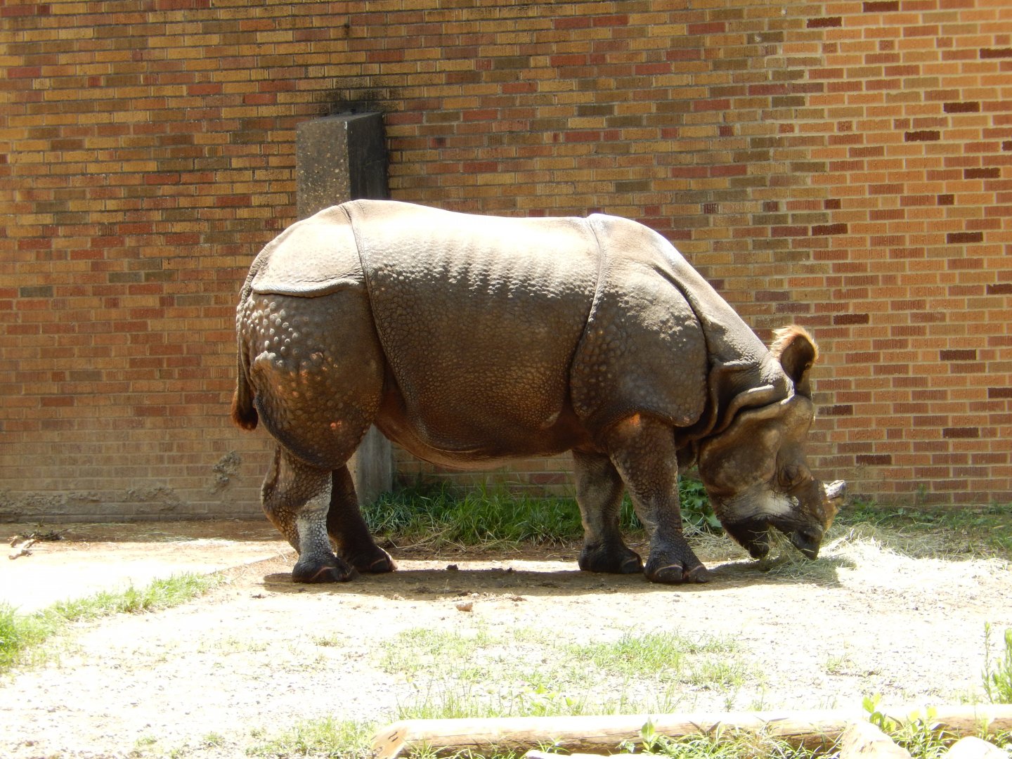 7/16/2025 - Indian Rhinoceros