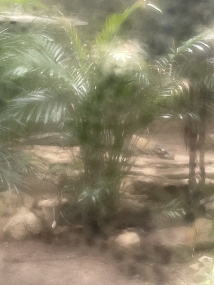 7/16/2025 - Komodo Cove