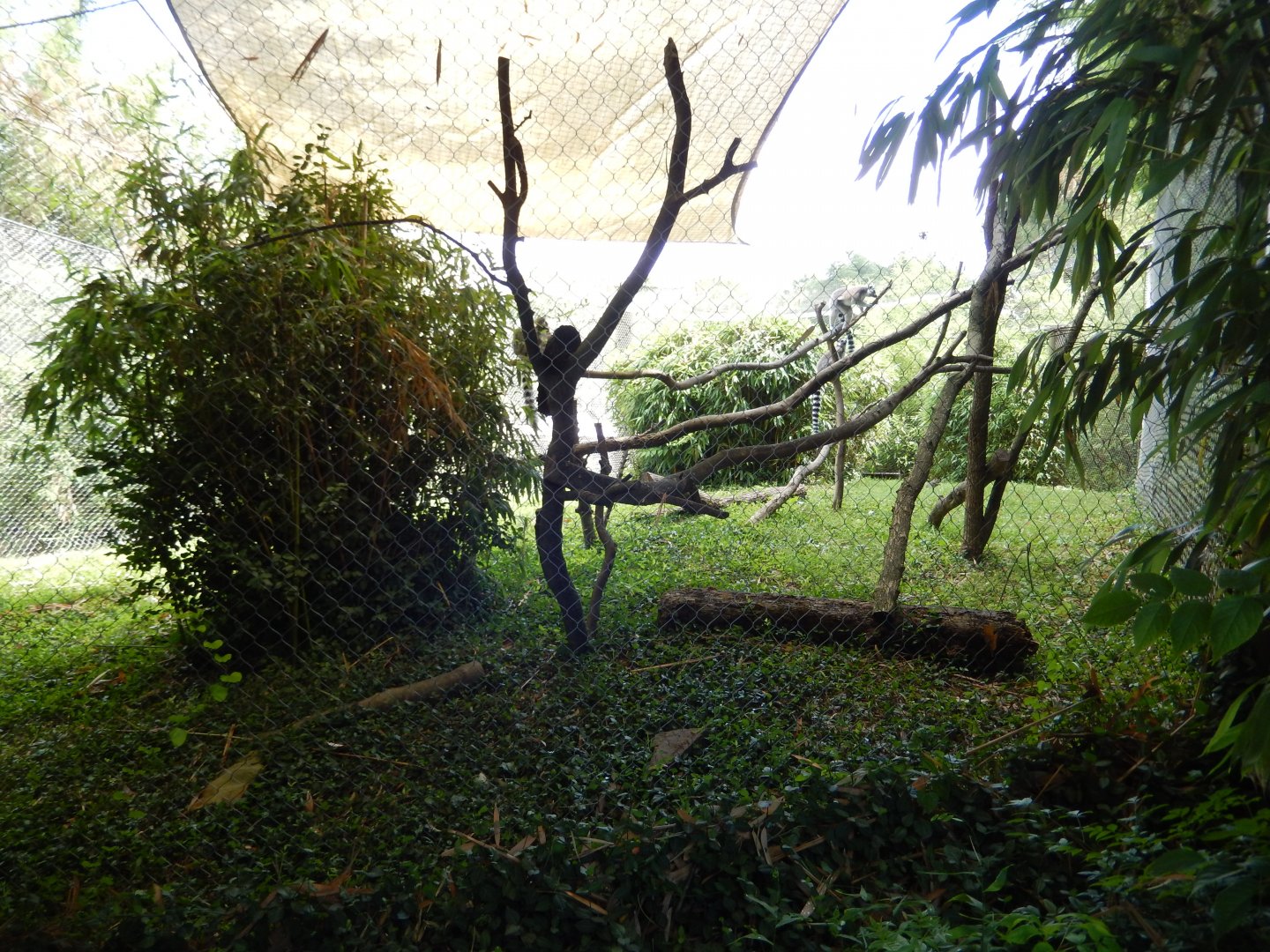 7/16/2025 - Lemur Habitat (1 of 2 in Lemur Forest)