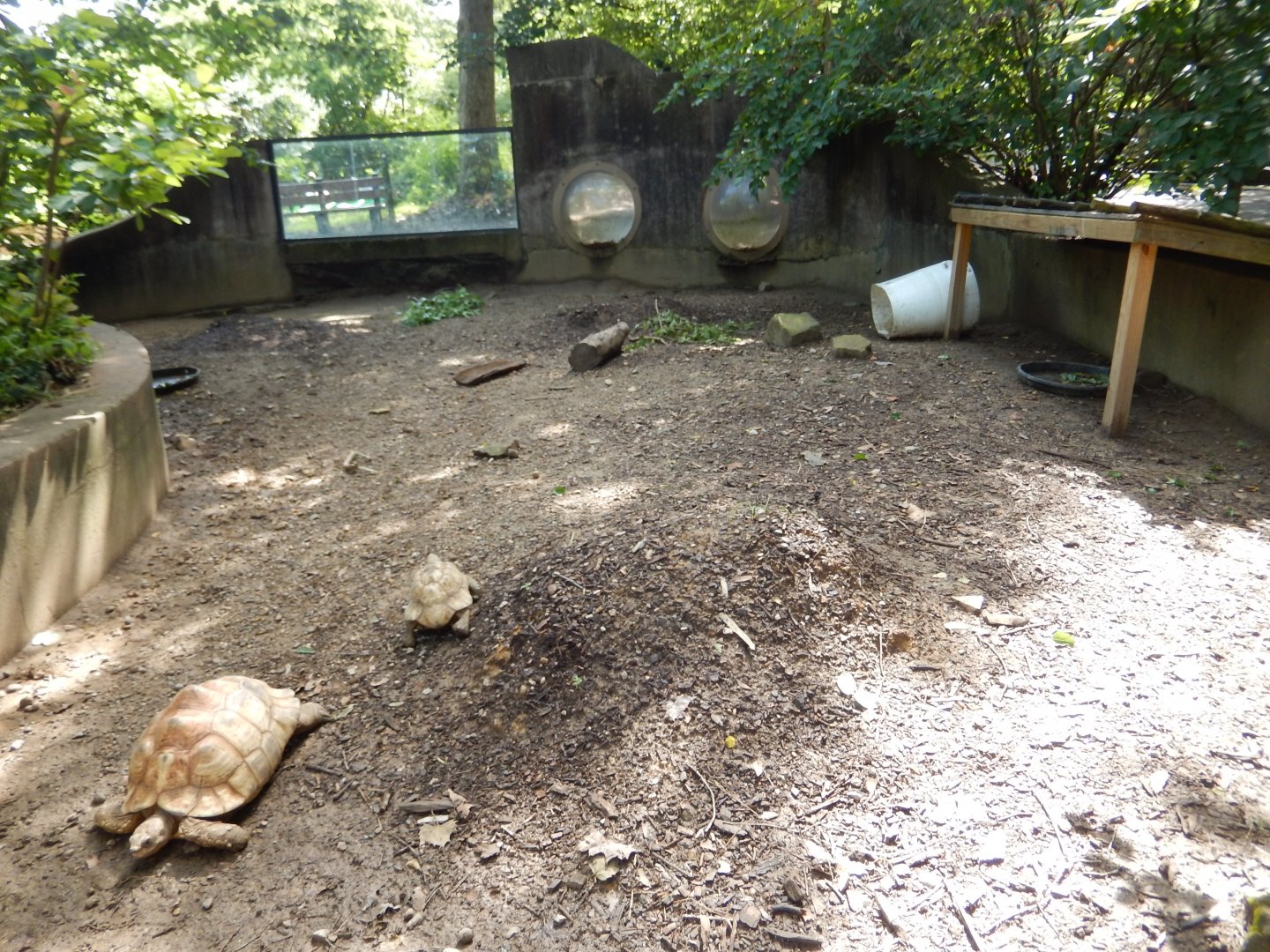 7/16/2025 - Leopard Tortoise Habitat