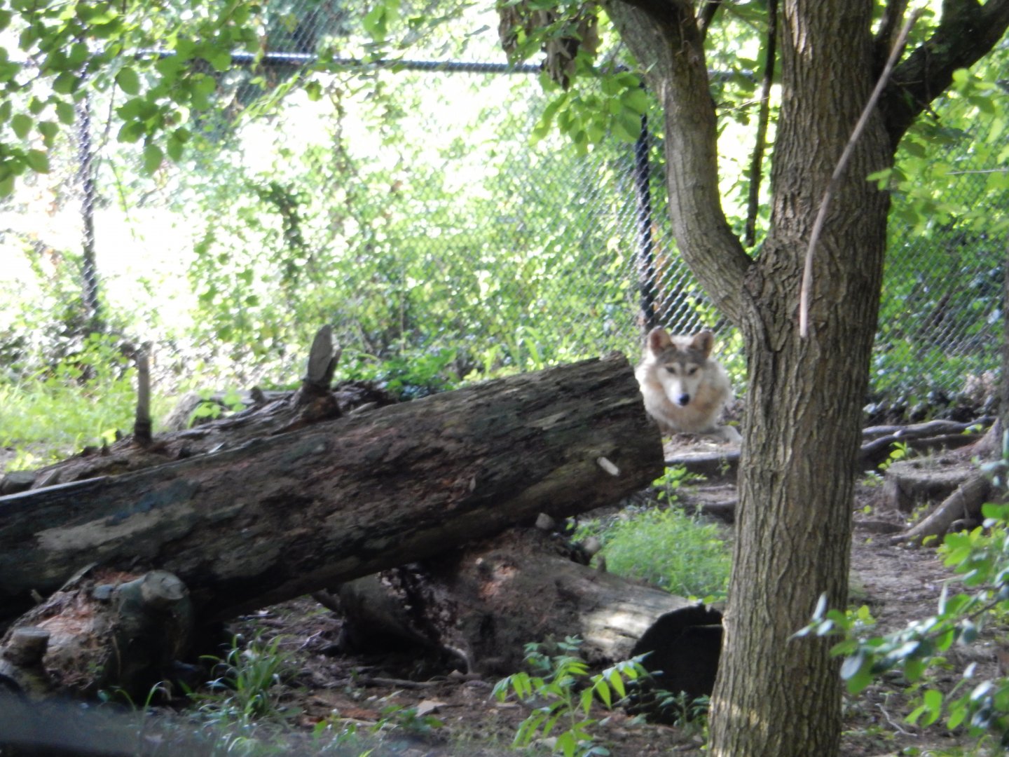 7/16/2025 - Mexican Gray Wolf