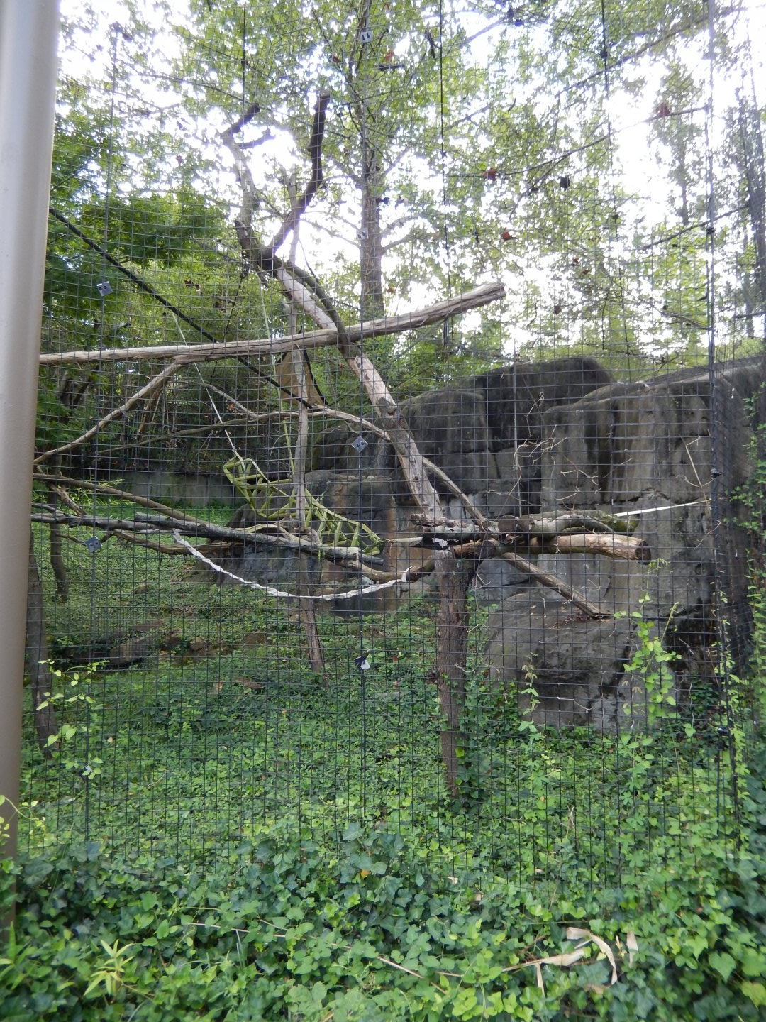 7/16/2025 - Mueller's Gray Gibbon Habitat