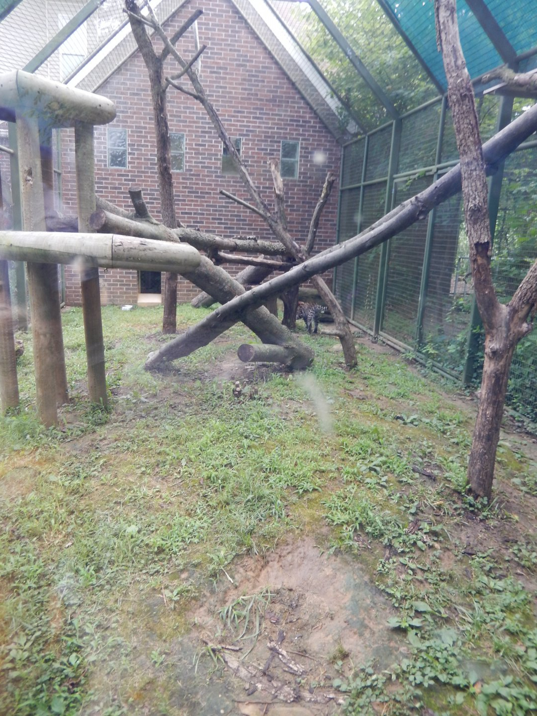 7/16/2025 - Ocelot Cage