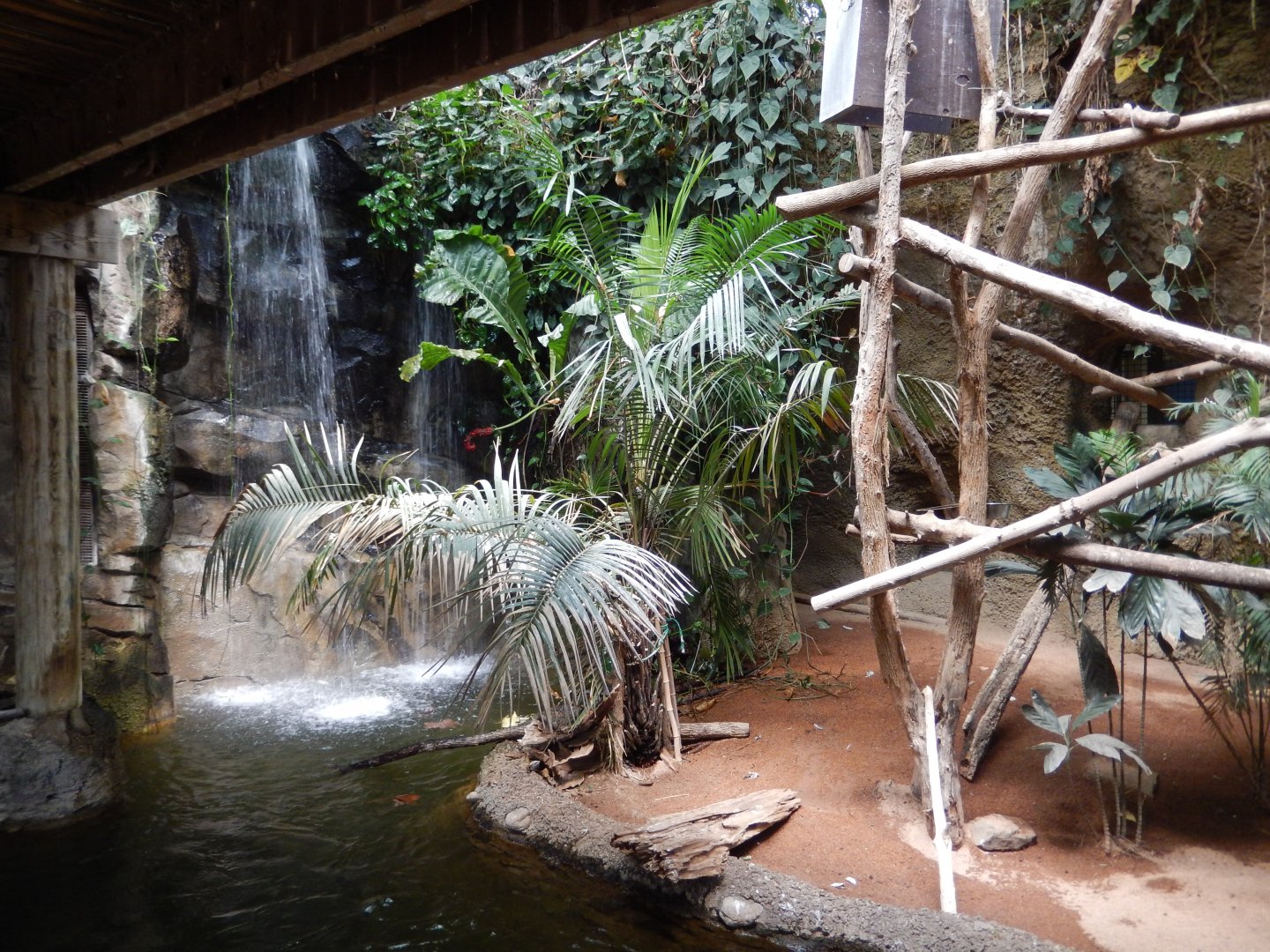 7/16/2025 - Prehensile-Tailed Porcupine Habitat (Bottom Half)