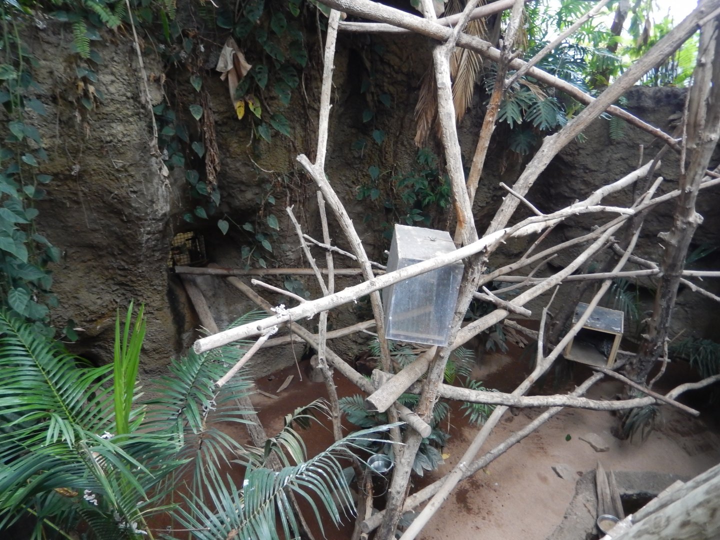 7/16/2025 - Prehensile-Tailed Porcupine (Top Half)