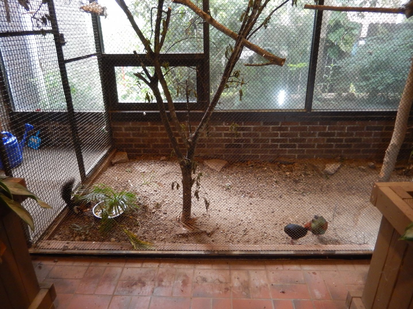 7/16/2025 - Prevost's Squirrel & Crested Wood Partridge Cage (Left Half)
