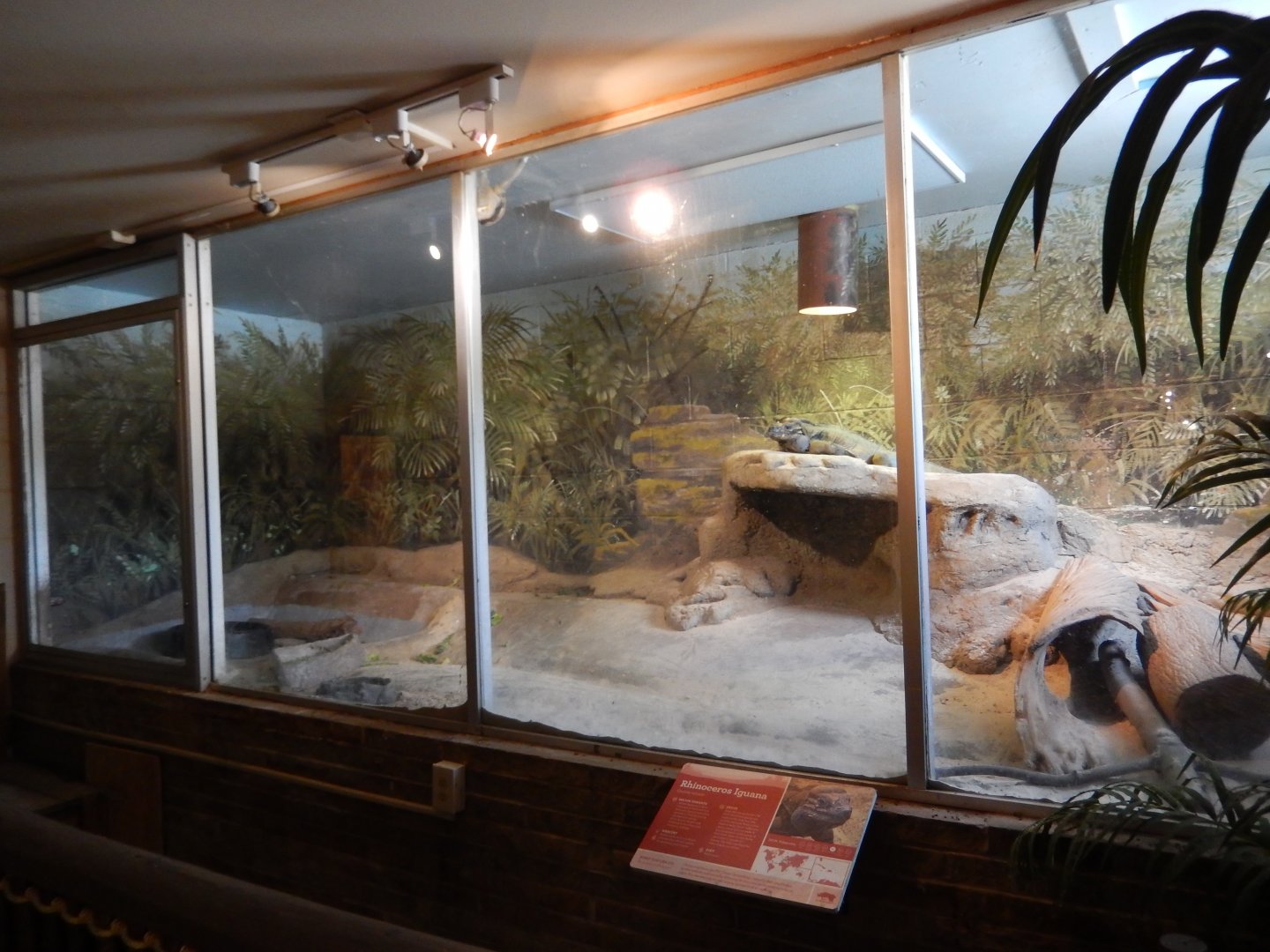 7/16/2025 - Rhinoceros Iguana Terrarium