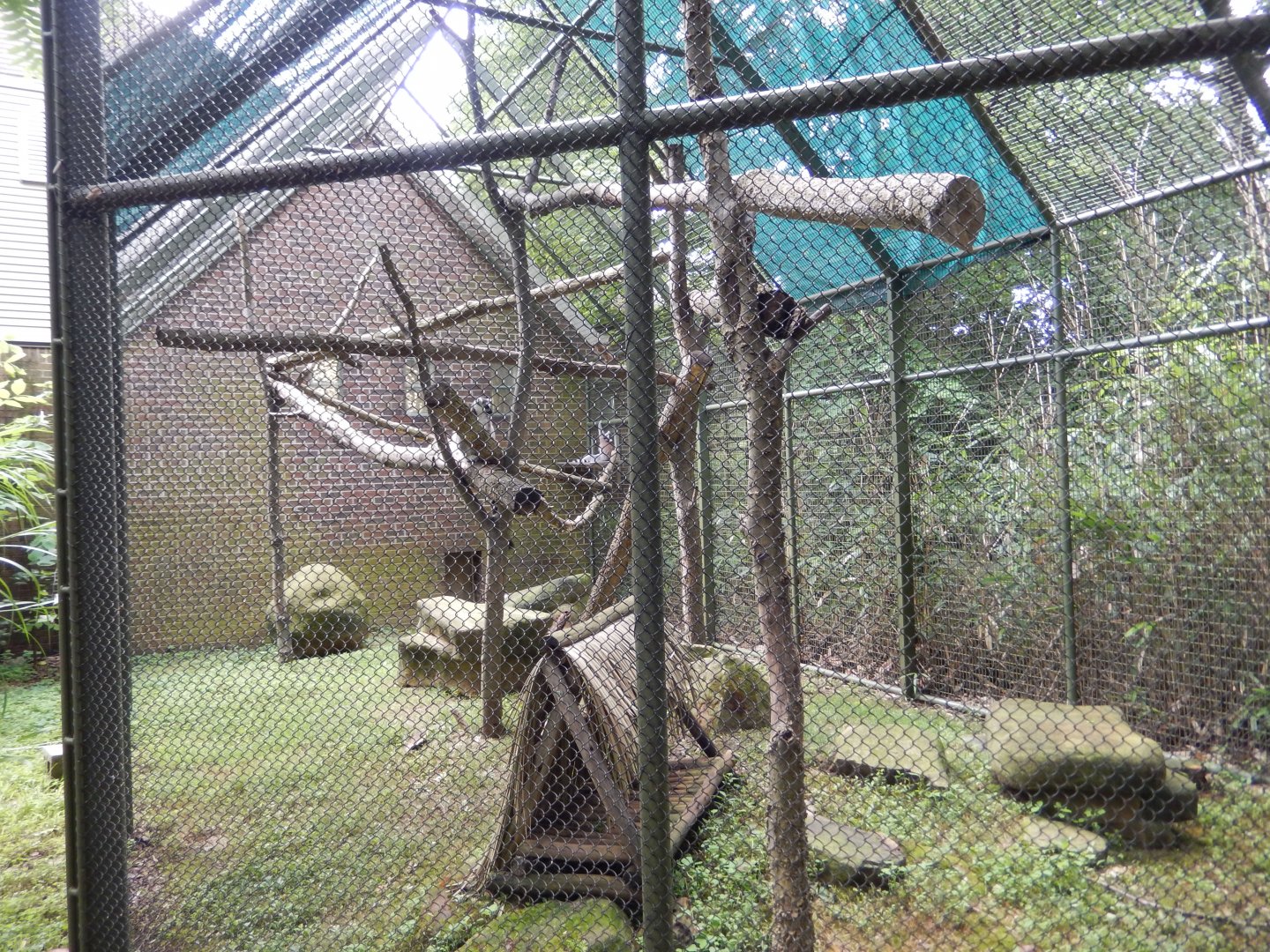 7/16/2025 - Ring-Tailed Lemur Cage (Discovery Center)