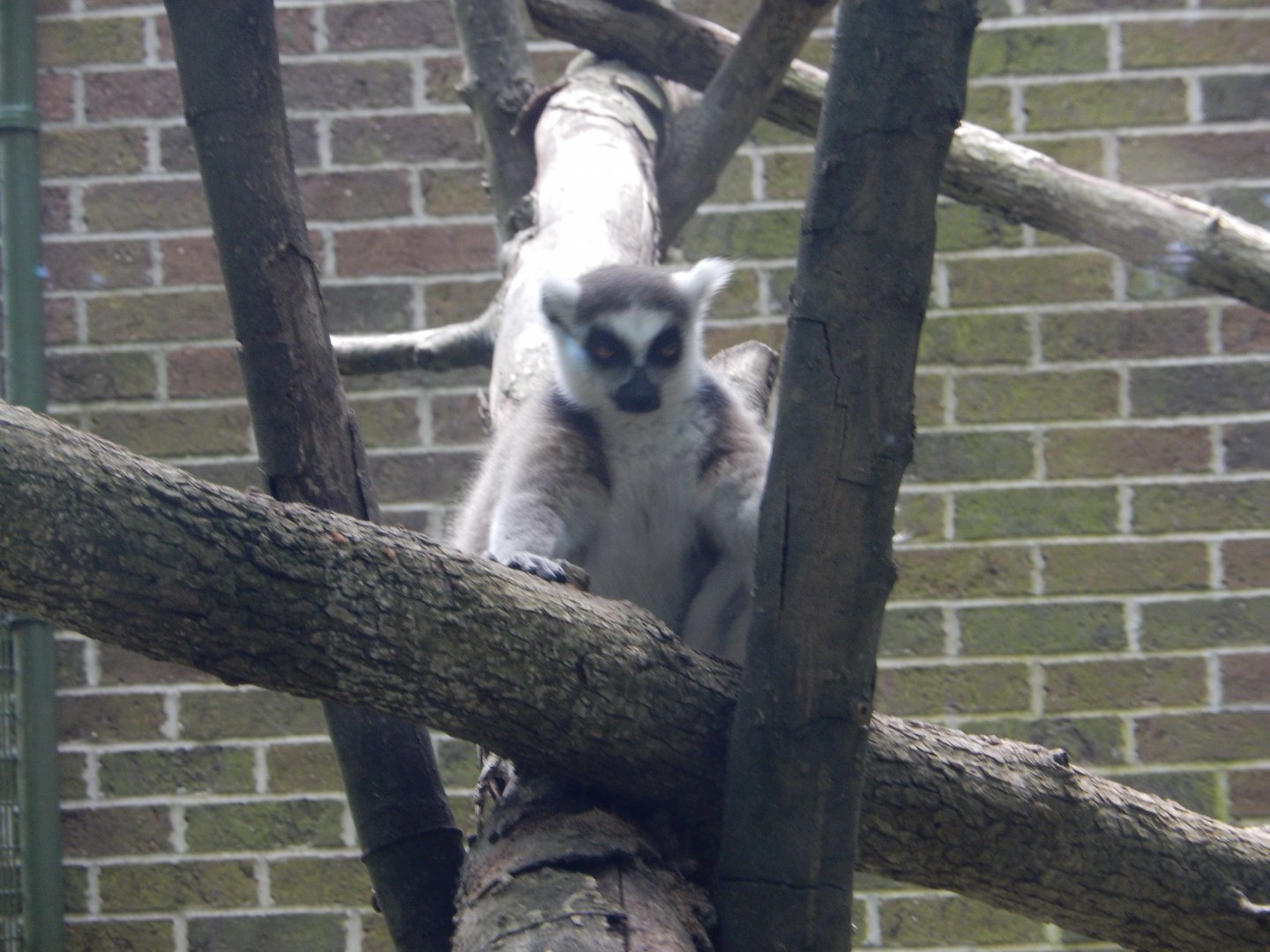 7/16/2025 - Ring-Tailed Lemur