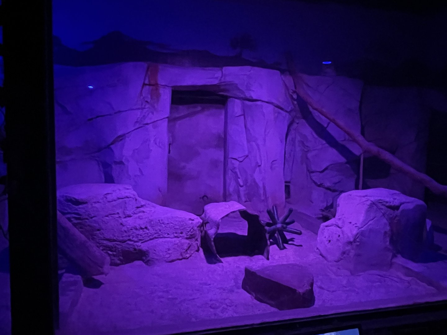 7/16/2025 - Sand Cat Habitat