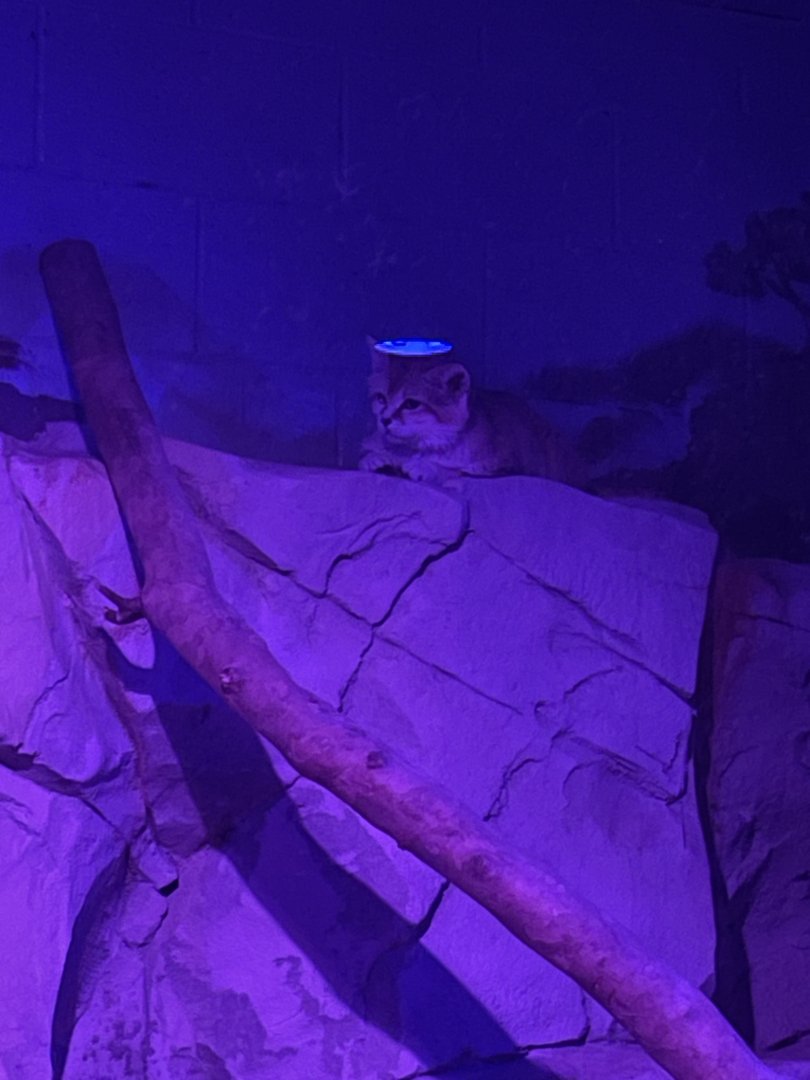 7/16/2025 - Sand Cat