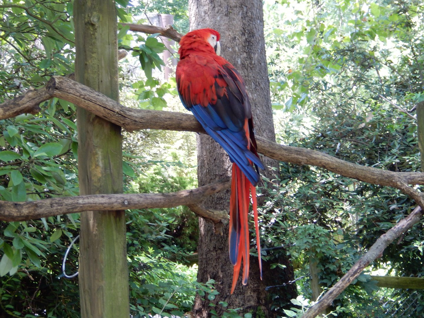 7/16/2025 - Scarlet Macaw