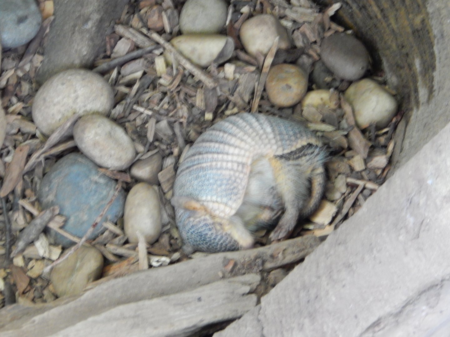 7/16/2025 - Screaming Hairy Armadillo