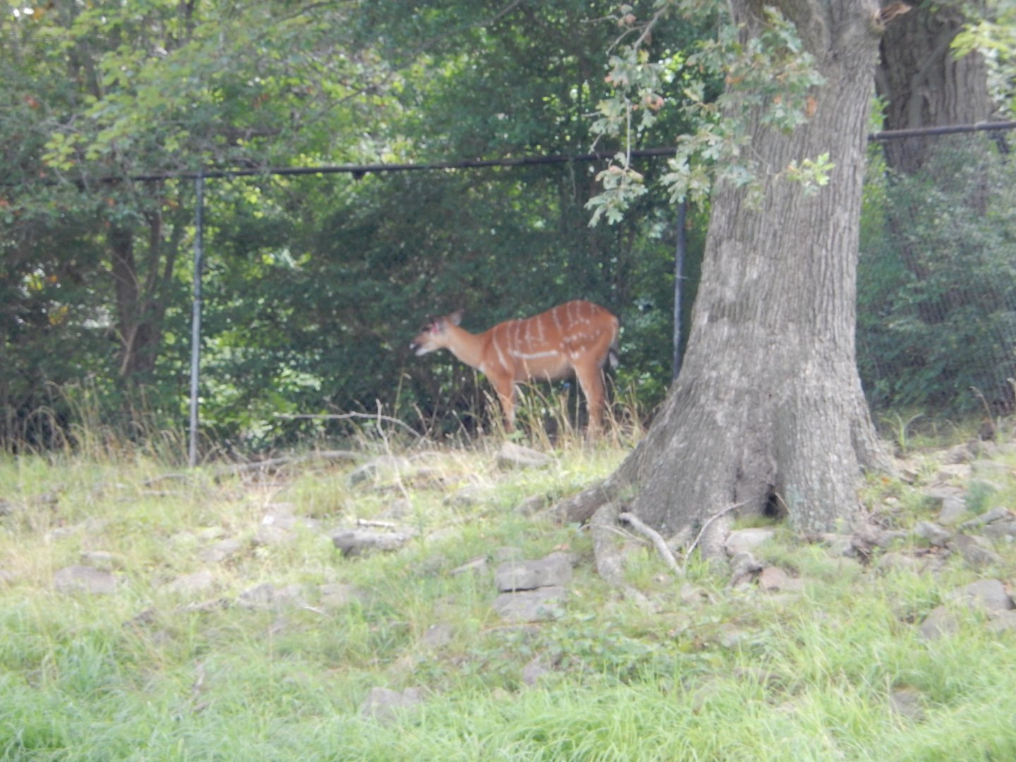 7/16/2025 - Sitatunga