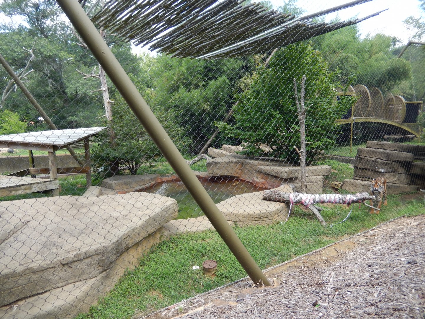 7/16/2025 - Sumatran Tiger Habitat (1 of 2)