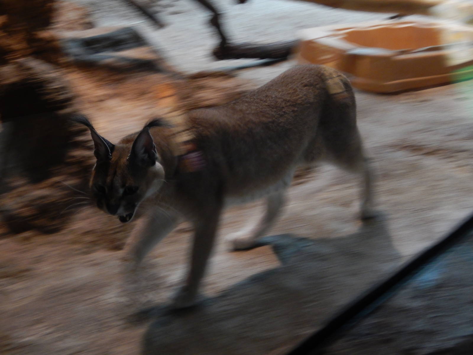 7/18/2015 - Panning Caracal