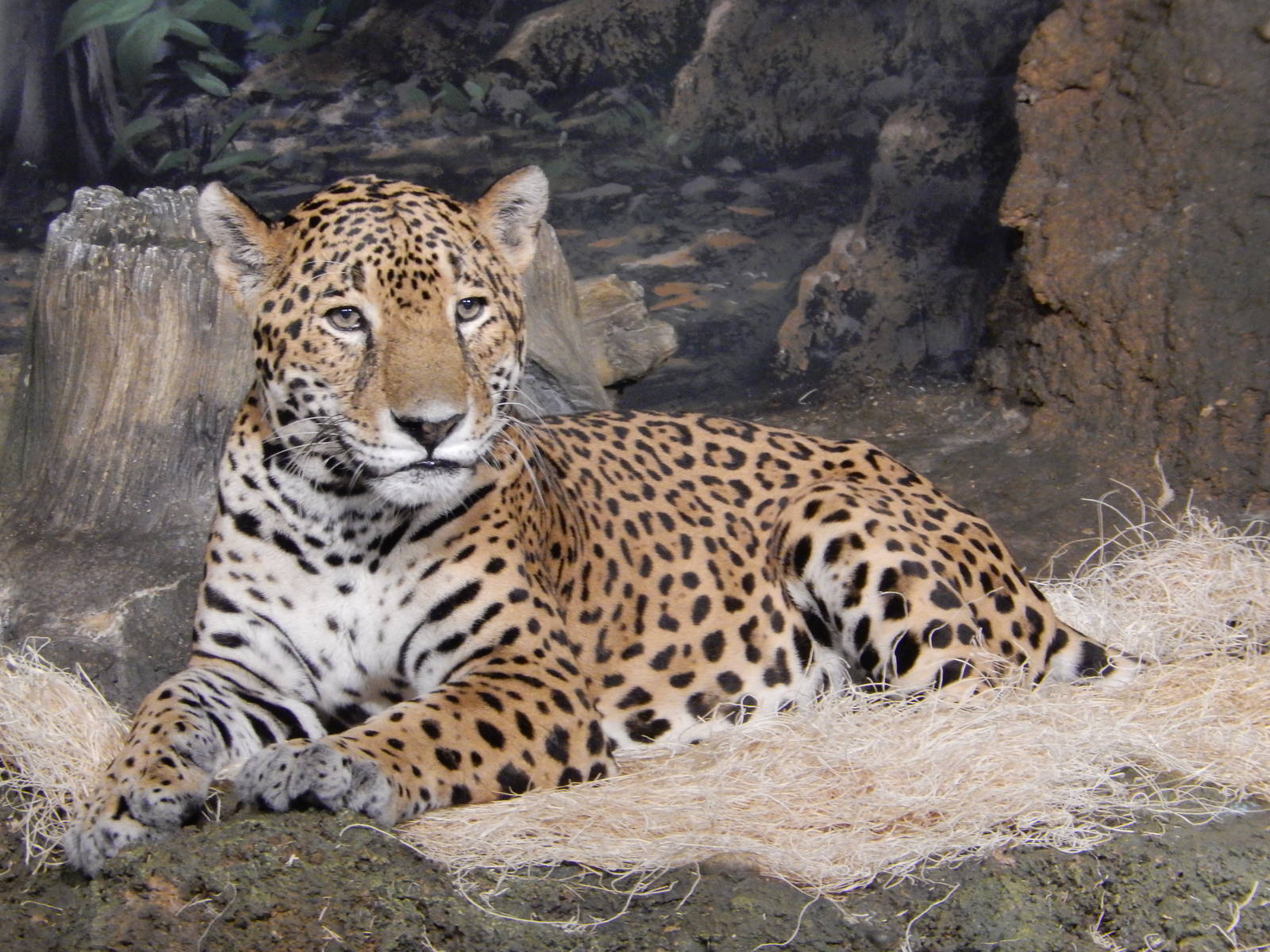 7/18/2015 - Pat the Cat