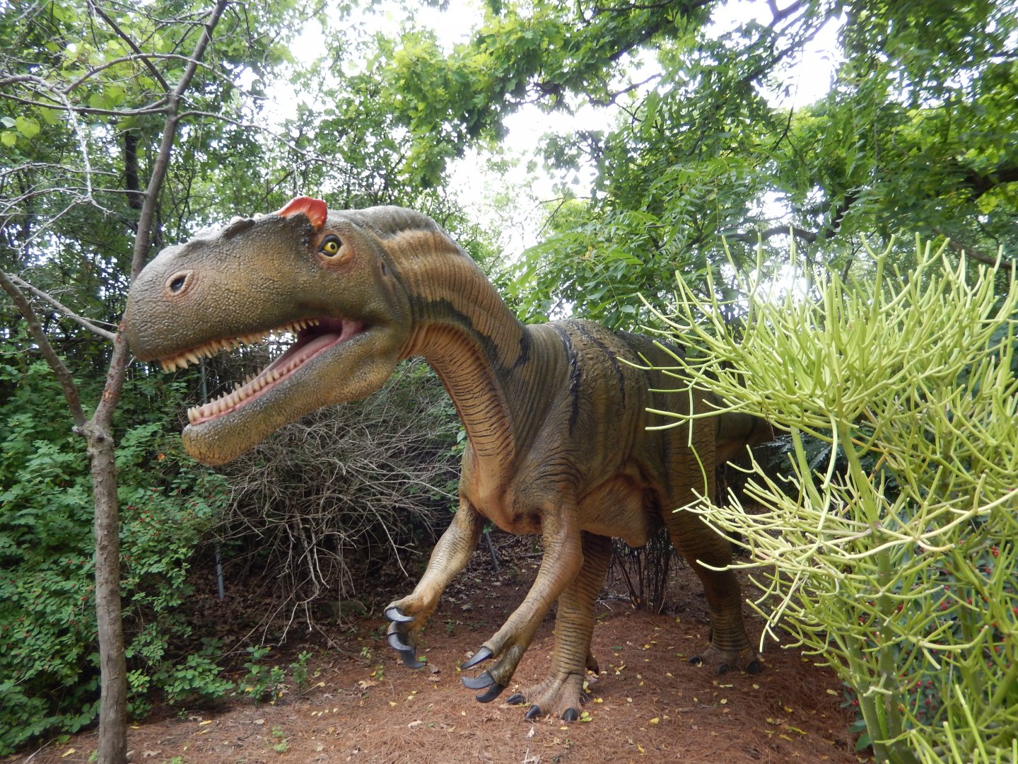 7/19/2020 - Allosaurus