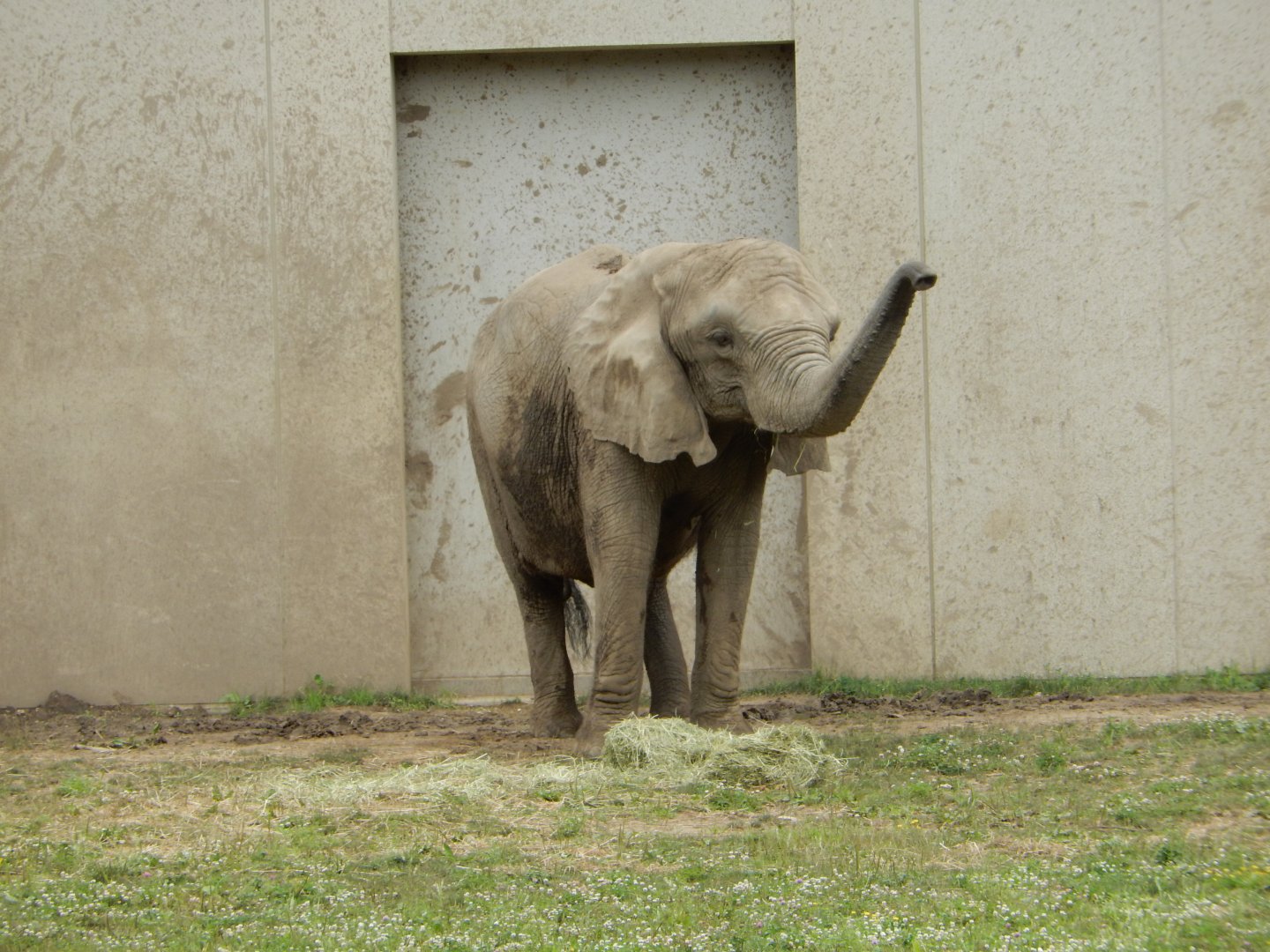 7/19/2020 - Belle Enjoying a Snack