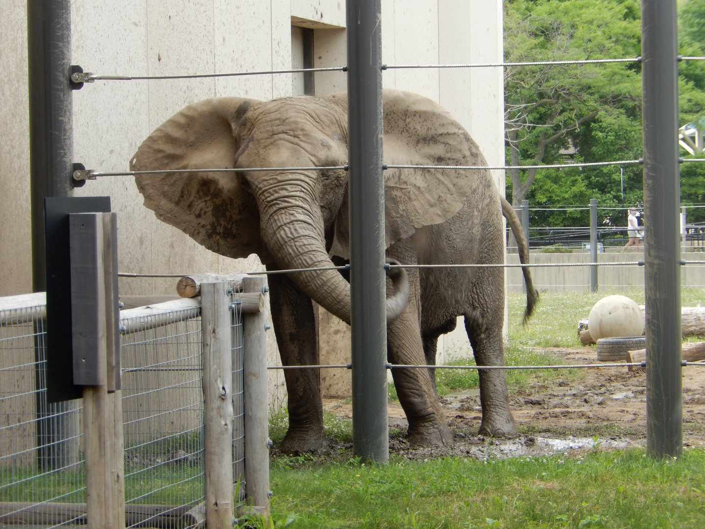 7/19/2020 - Belle's Mudbath